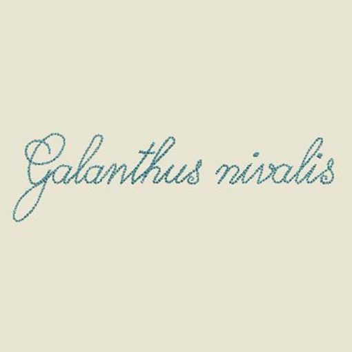 Schriftzug Galanthus nivalis